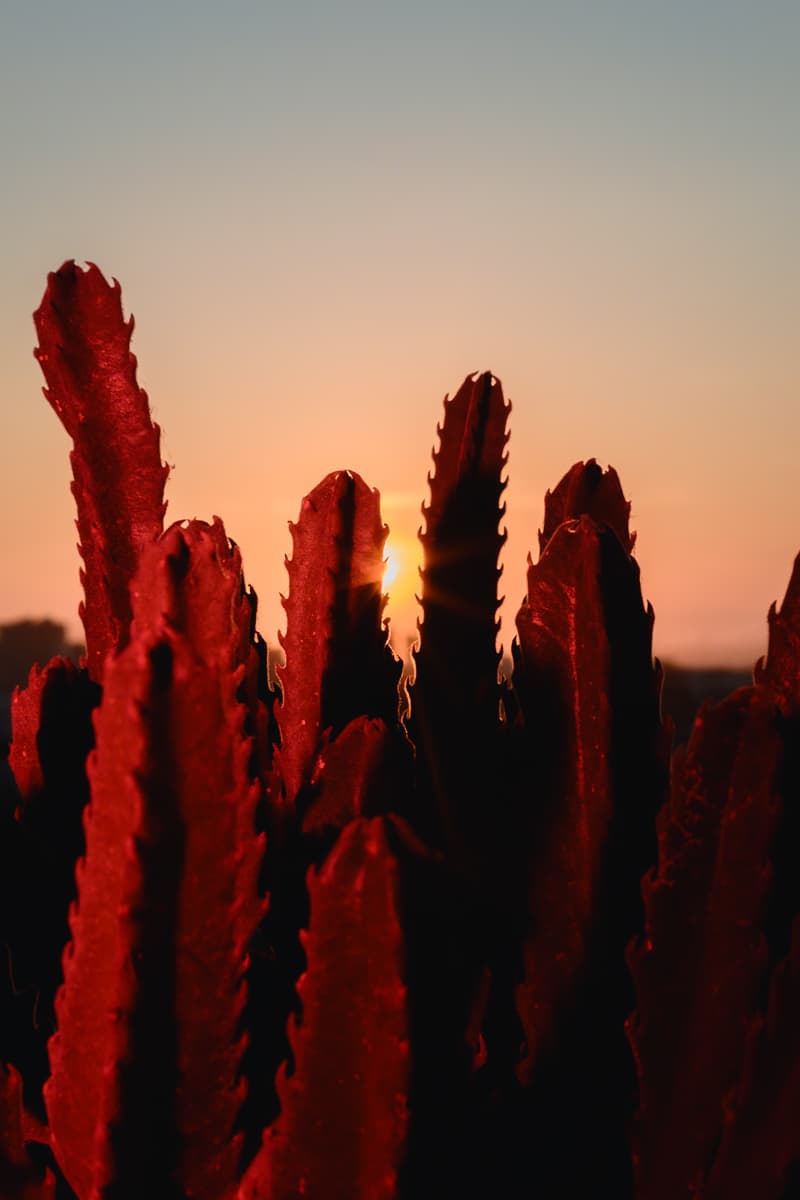Red cactus leaves silhouetted against a sunset