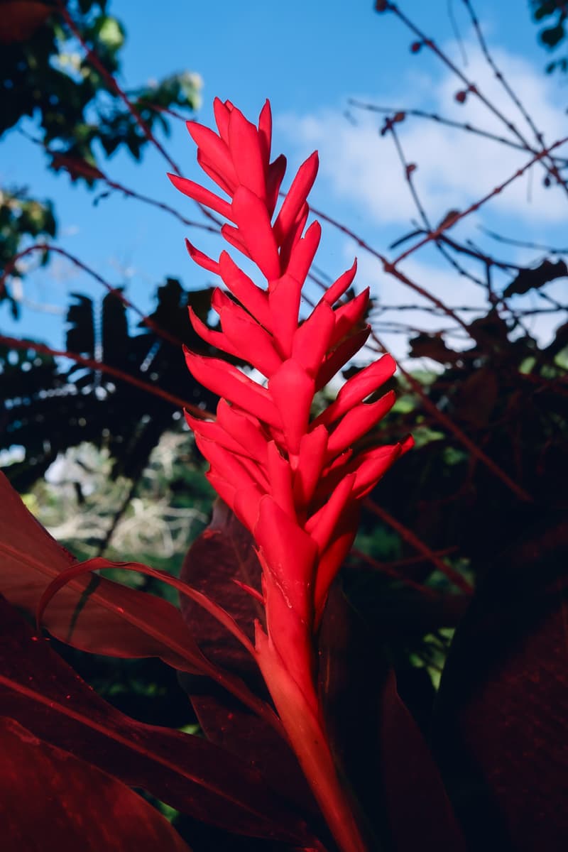 Costa Nostra photograph — file eric-cortes-7.jpg